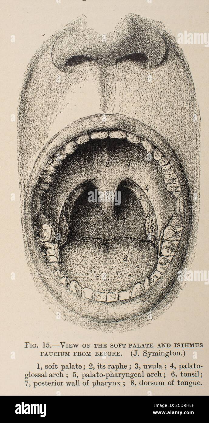 Open Mouth from Quain's Elements of Anatomy col. III pubblicato nel 1896 Foto Stock