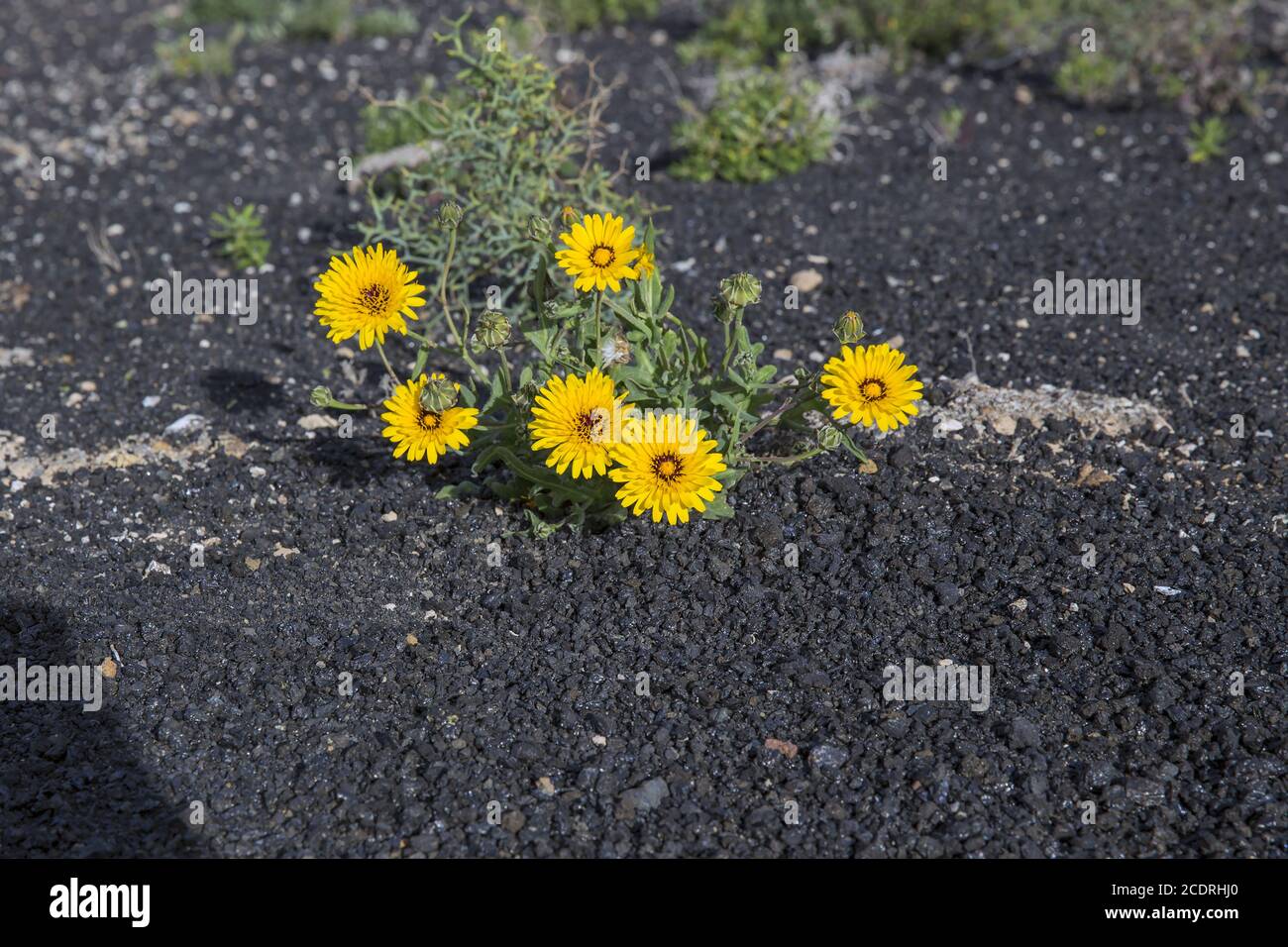 Fiori gialli nella zona la Geria che cresce sullo strato lapidico, Lanzarote, Isole Canarie, Spagna Foto Stock