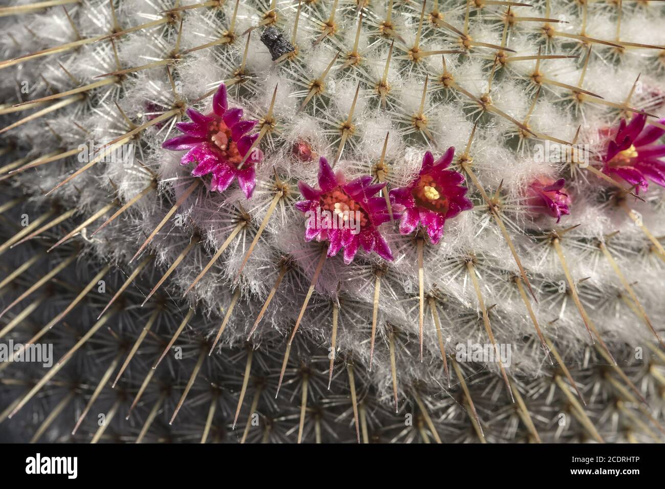 Cactus fiorito con fiori rossi Foto Stock
