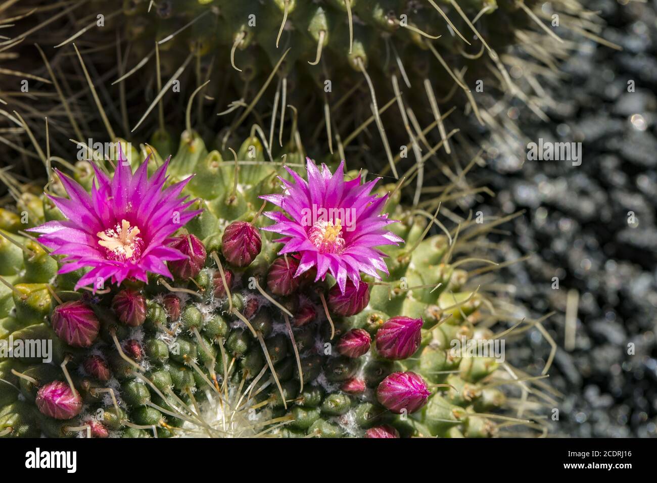 Cactus fiorito con fiori rossi Foto Stock