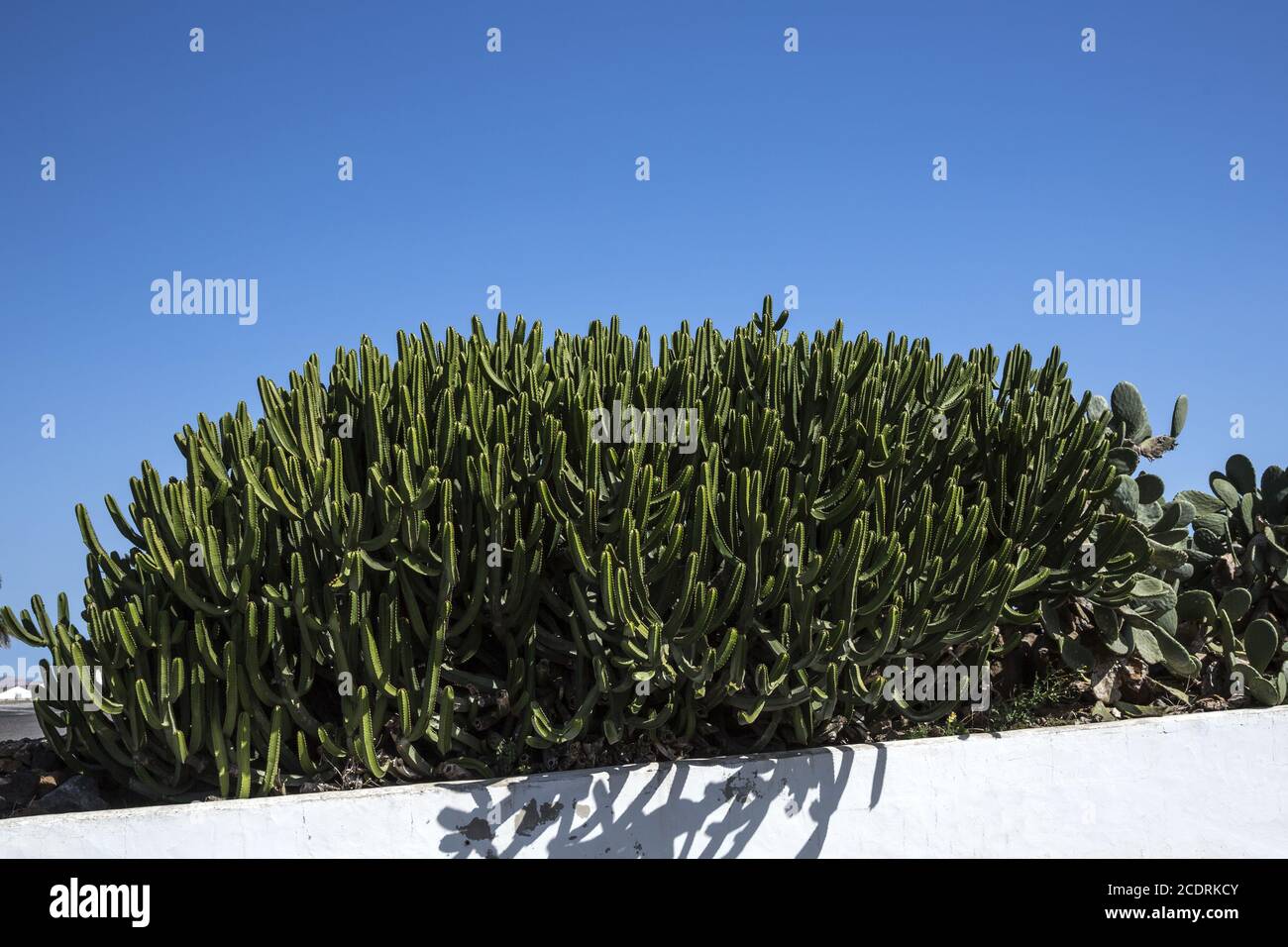 Primo piano di un cactus colonnare dietro una parete bianca Foto Stock