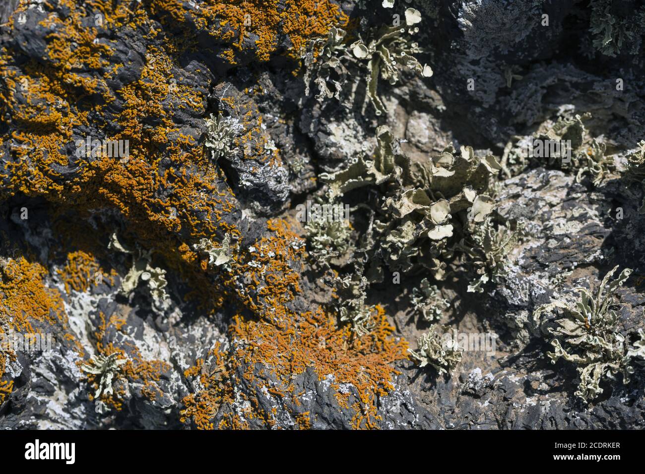 Primo lichene e piante di una nuova vegetazione sul flusso di lava raffreddato a Mancha Blanca, Foto Stock