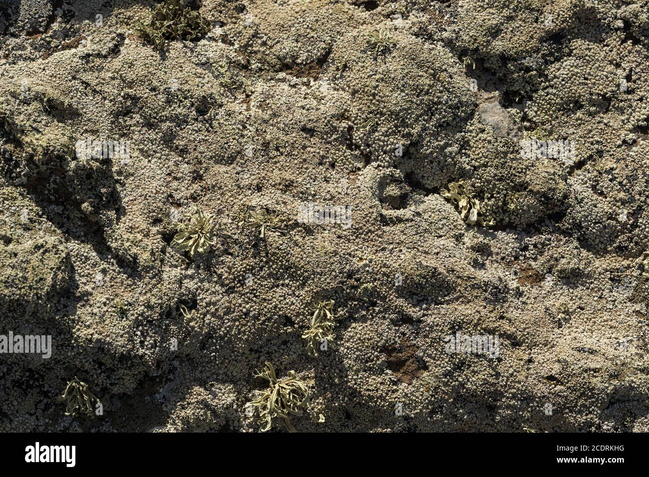 Primo lichene e piante di una nuova vegetazione sul flusso di lava raffreddato a Mancha Blanca, Foto Stock