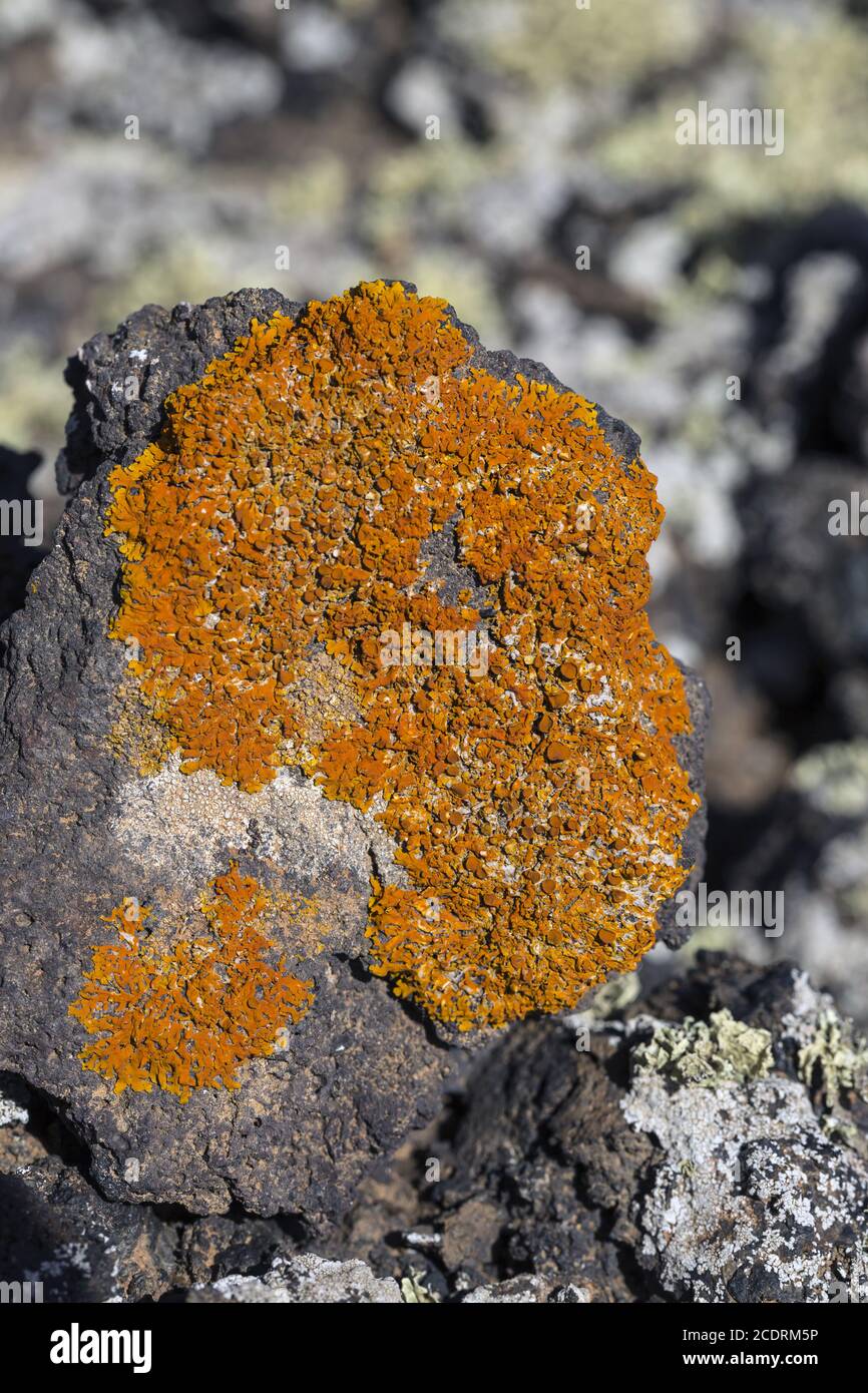 Primo lichene e piante di una nuova vegetazione sul flusso di lava raffreddato a Mancha Blanca, Foto Stock