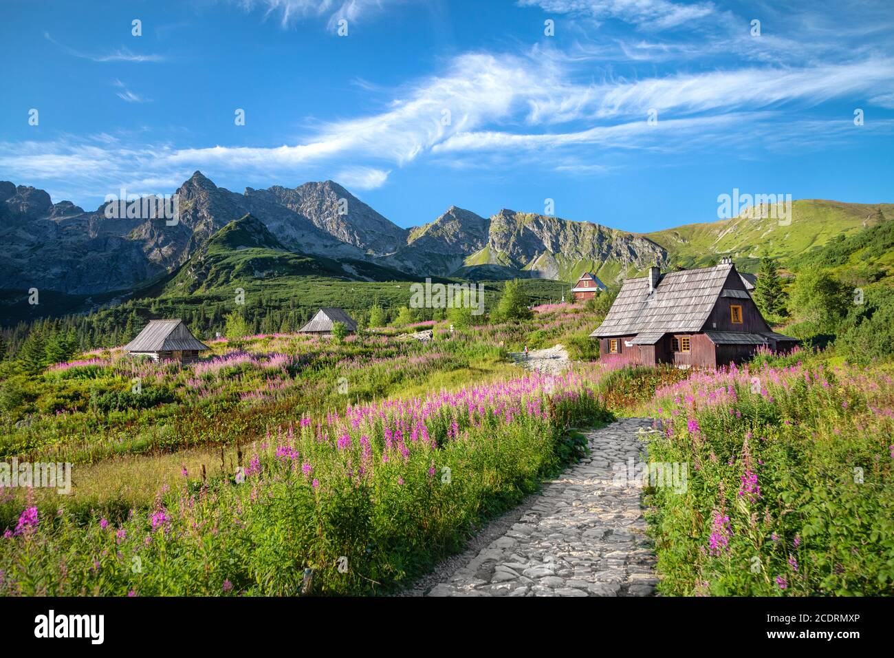 Chamaenerion in fiore nella Valle di Gasienicowa, Monti Tatra, Polonia Foto Stock