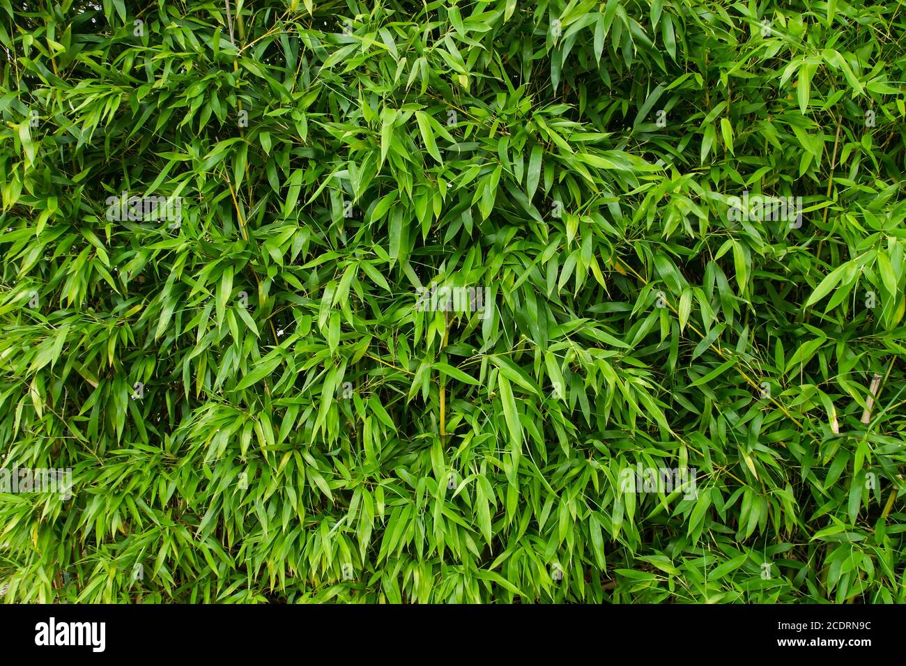 Piante di bambù fogliame verde Foto Stock
