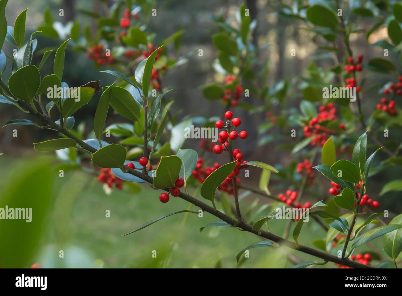 Acino rosso bacche e verde fogliame Foto Stock