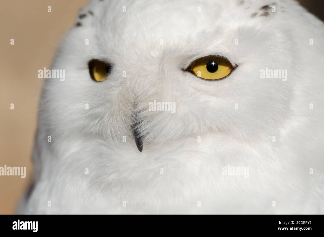 Civetta delle nevi. Foto Stock