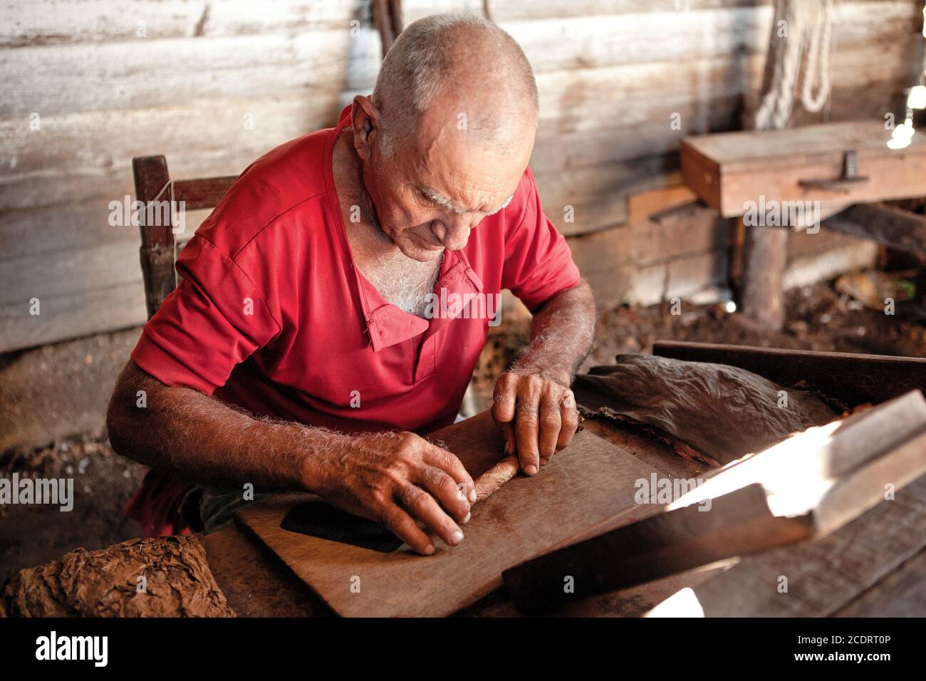 Un uomo anziano lavora su un tradizionale sigaro plantage al fabbrica di tabacco cubana Foto Stock