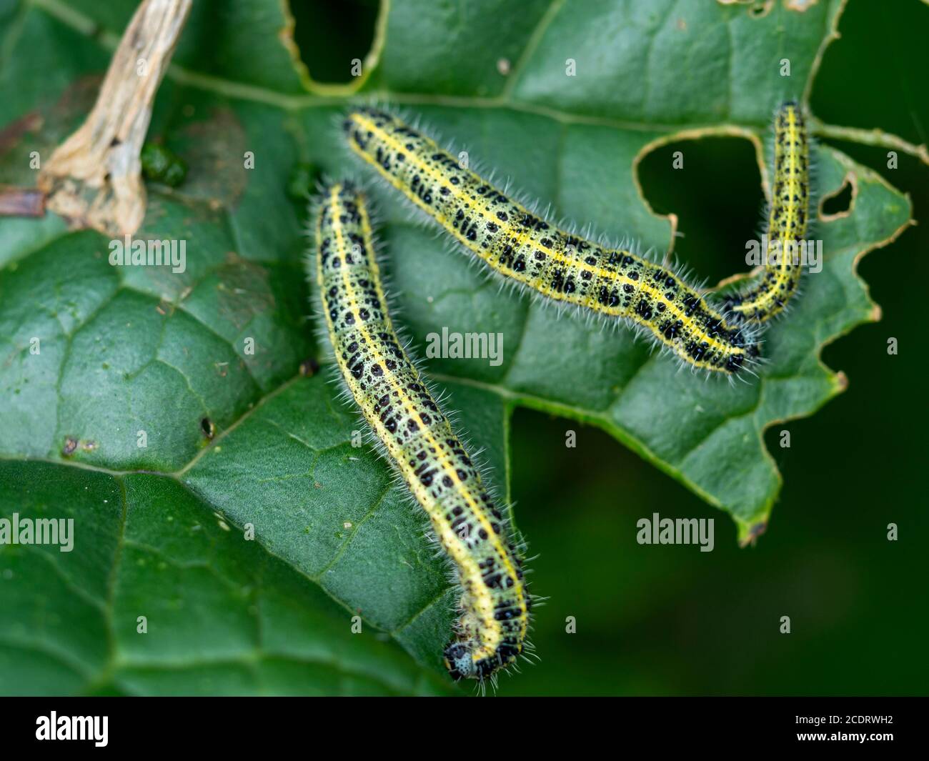 I pilastri della grande farfalla bianca, Pieris brasicae, che si nutrano su una foglia di cavolo Foto Stock