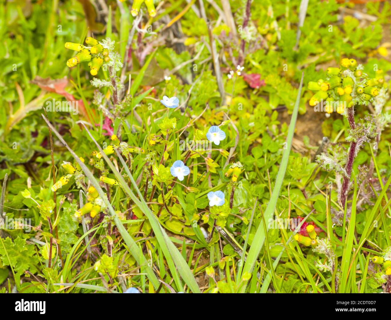 Veronica persica - campo comune-speedwell su fioritura in primavera Foto Stock