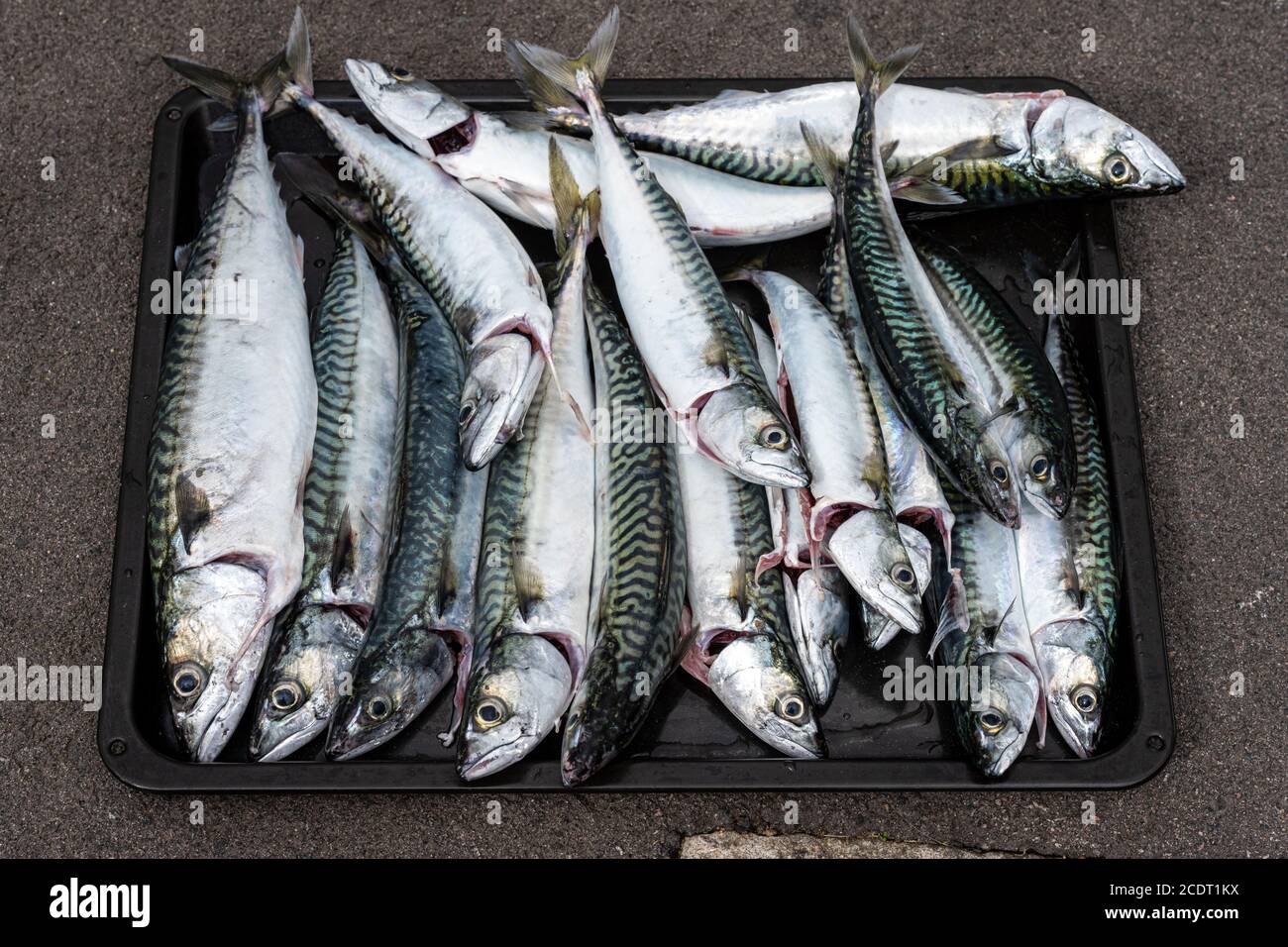 Un fresco pescato di sgombro su un vassoio sfondo grigio Foto Stock