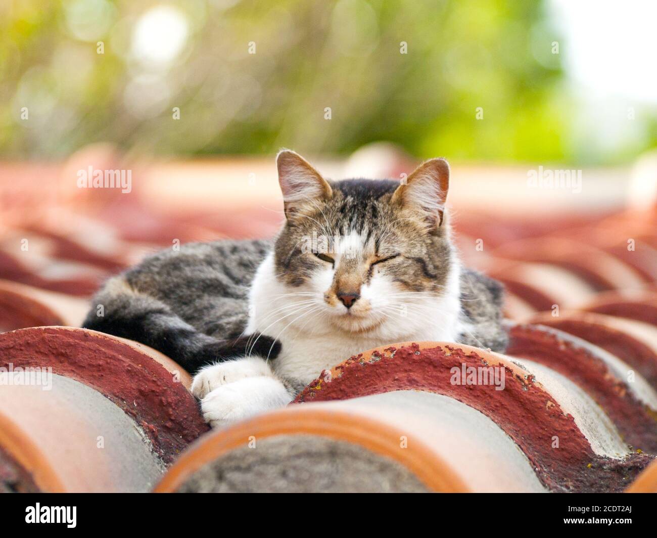 Gatto domestico che dorme su un tetto Foto Stock