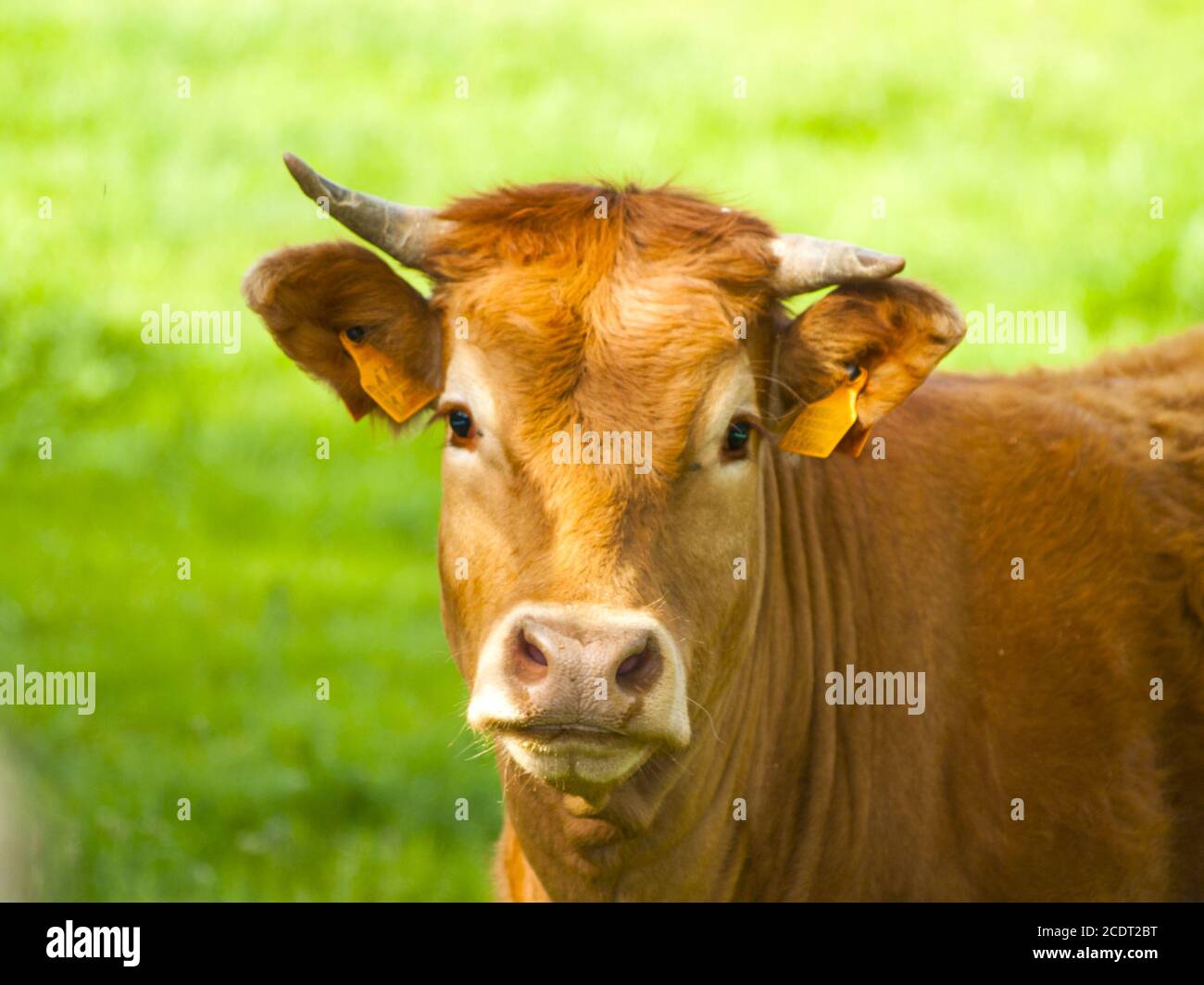 Limousine mucca in campagna guardando la macchina fotografica Foto Stock