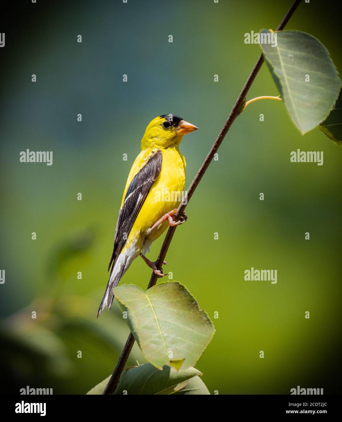 bella perching di fringuello Foto Stock