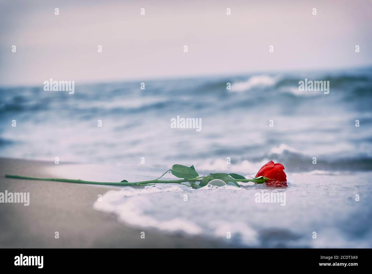 Onde lavare via una rosa rossa dalla spiaggia. Vintage. Amore Foto Stock