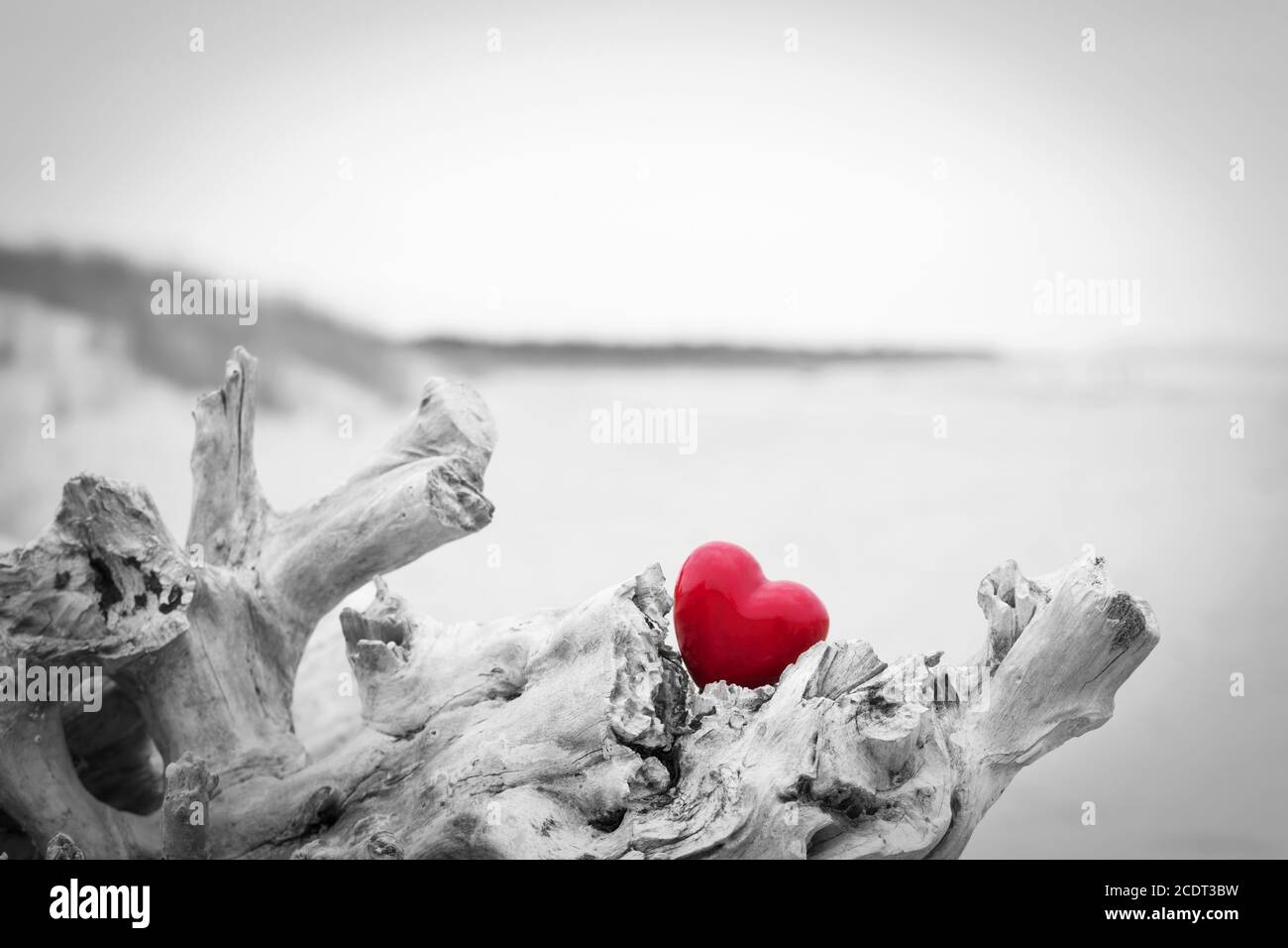 Cuore rosso in un tronco d'albero sulla spiaggia. Simbolo d'amore. Rosso contro nero e bianco Foto Stock
