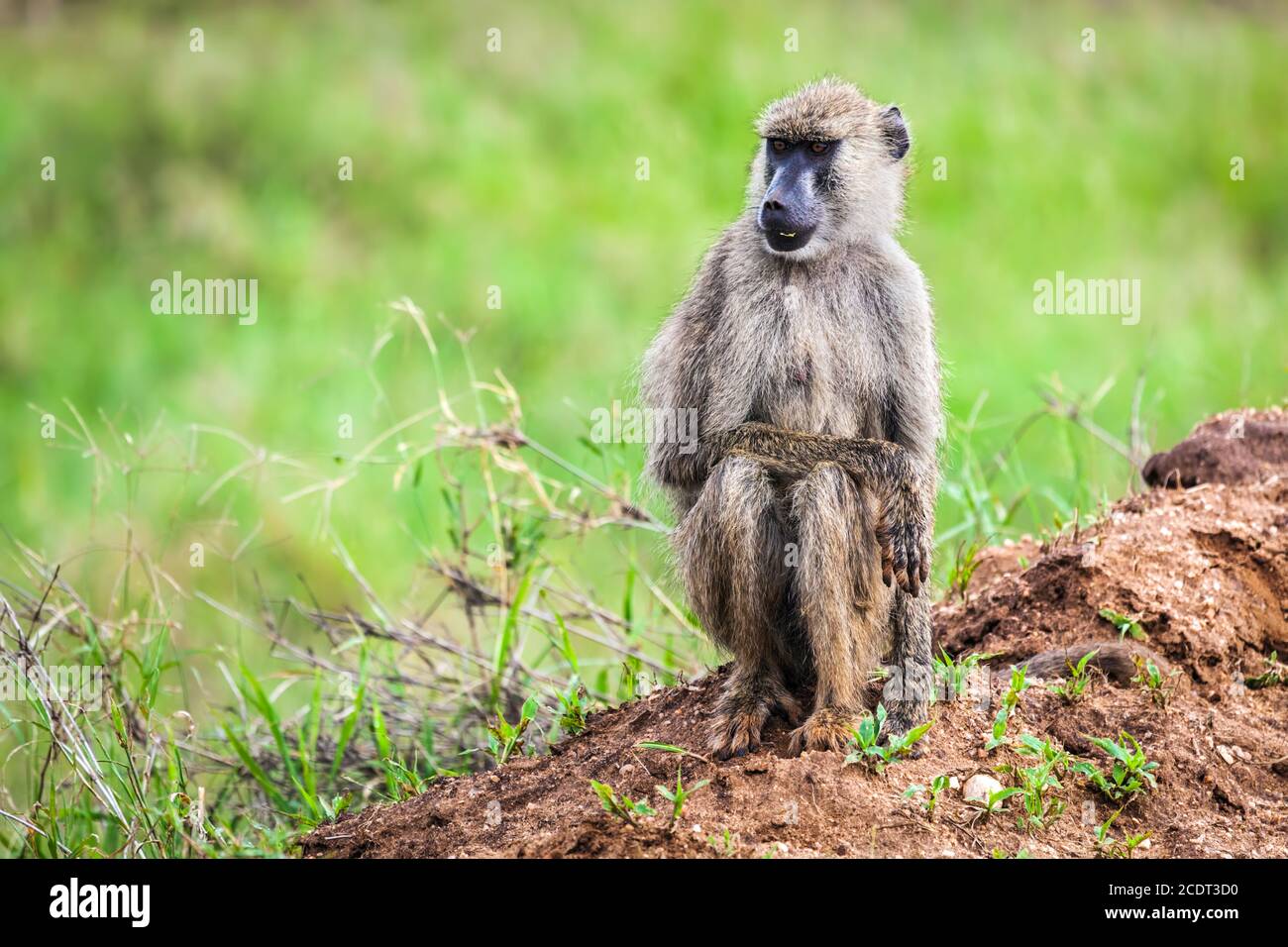 Babbuino scimmia nella savana africana. Safari a Tsavo West, Kenya Foto Stock