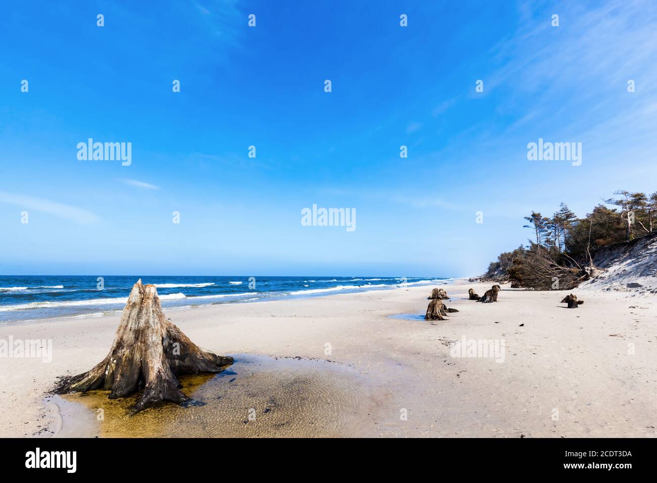 3000 anni di tronchi d'albero sulla spiaggia dopo la tempesta. Parco Nazionale Slowinski, Mar Baltico, Polonia Foto Stock