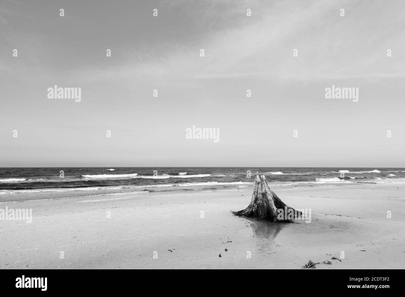 3000 anni di tronchi d'albero sulla spiaggia dopo la tempesta. Parco Nazionale Slowinski, Mar Baltico, Polonia Foto Stock