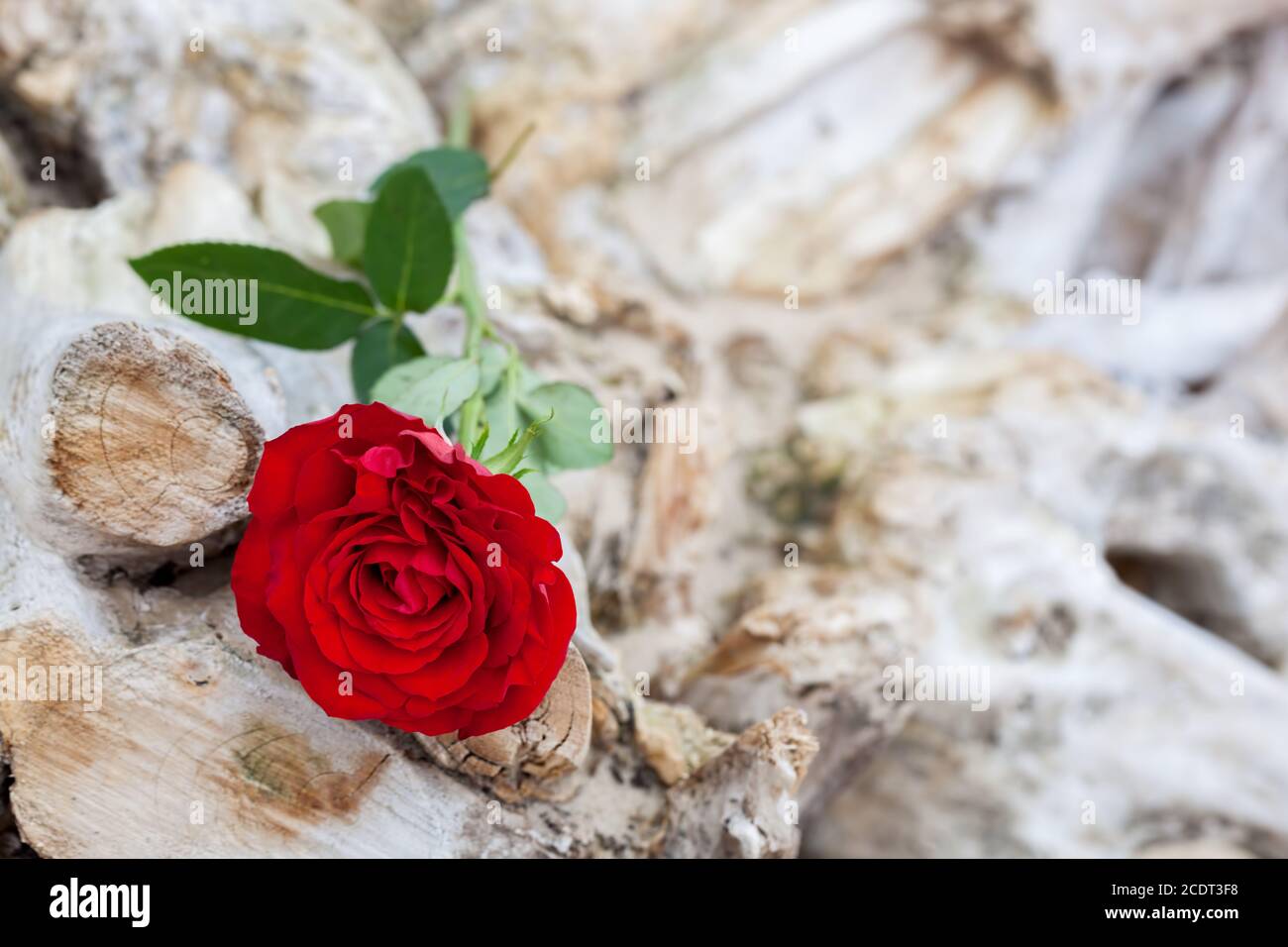 Rosa rossa sulla spiaggia. Concetti di amore, romanticismo, malinconia. Foto Stock