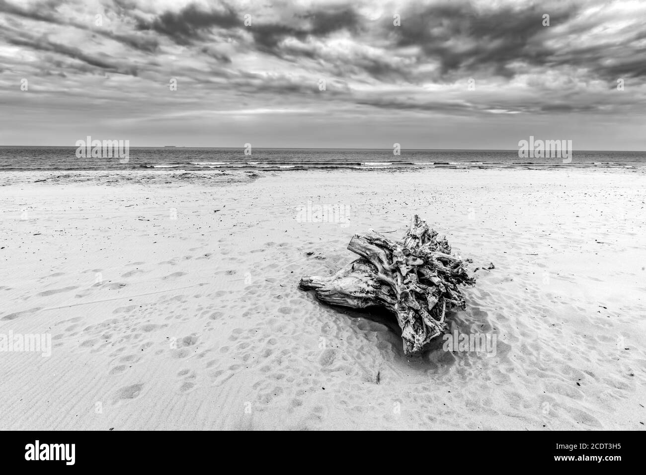 Tronco d'albero sulla spiaggia. Nuvoloso, tempestoso giorno. Bianco e nero Foto Stock