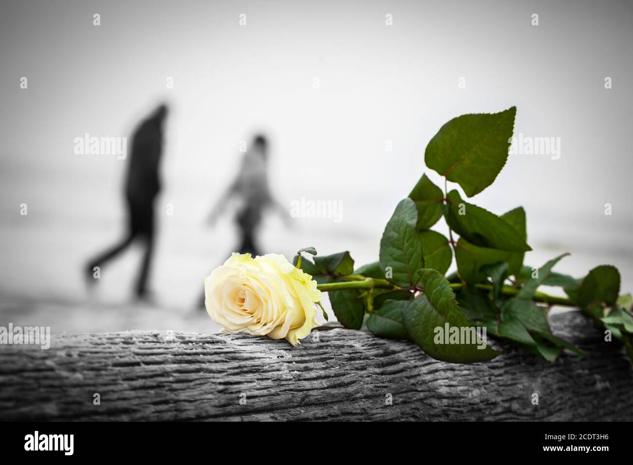 Rosa adagiata su un albero rotto sulla spiaggia. Una coppia che cammina sullo sfondo. Amore Foto Stock