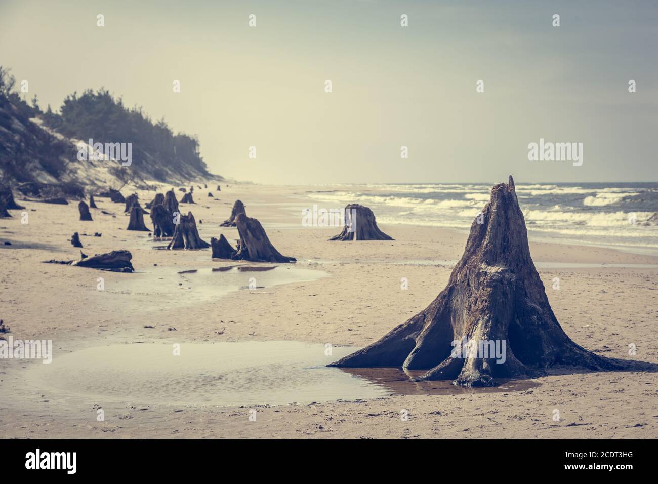 3000 anni di tronchi d'albero sulla spiaggia dopo la tempesta. Parco Nazionale Slowinski, Mar Baltico, Polonia Foto Stock