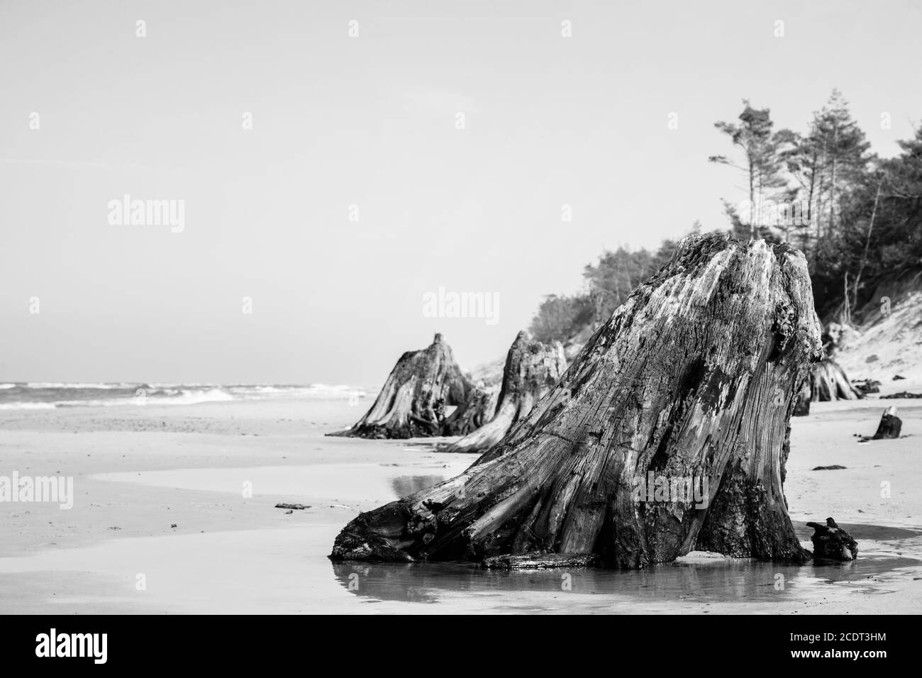 3000 anni di tronchi d'albero sulla spiaggia dopo la tempesta. Parco Nazionale Slowinski, Mar Baltico, Polonia Foto Stock