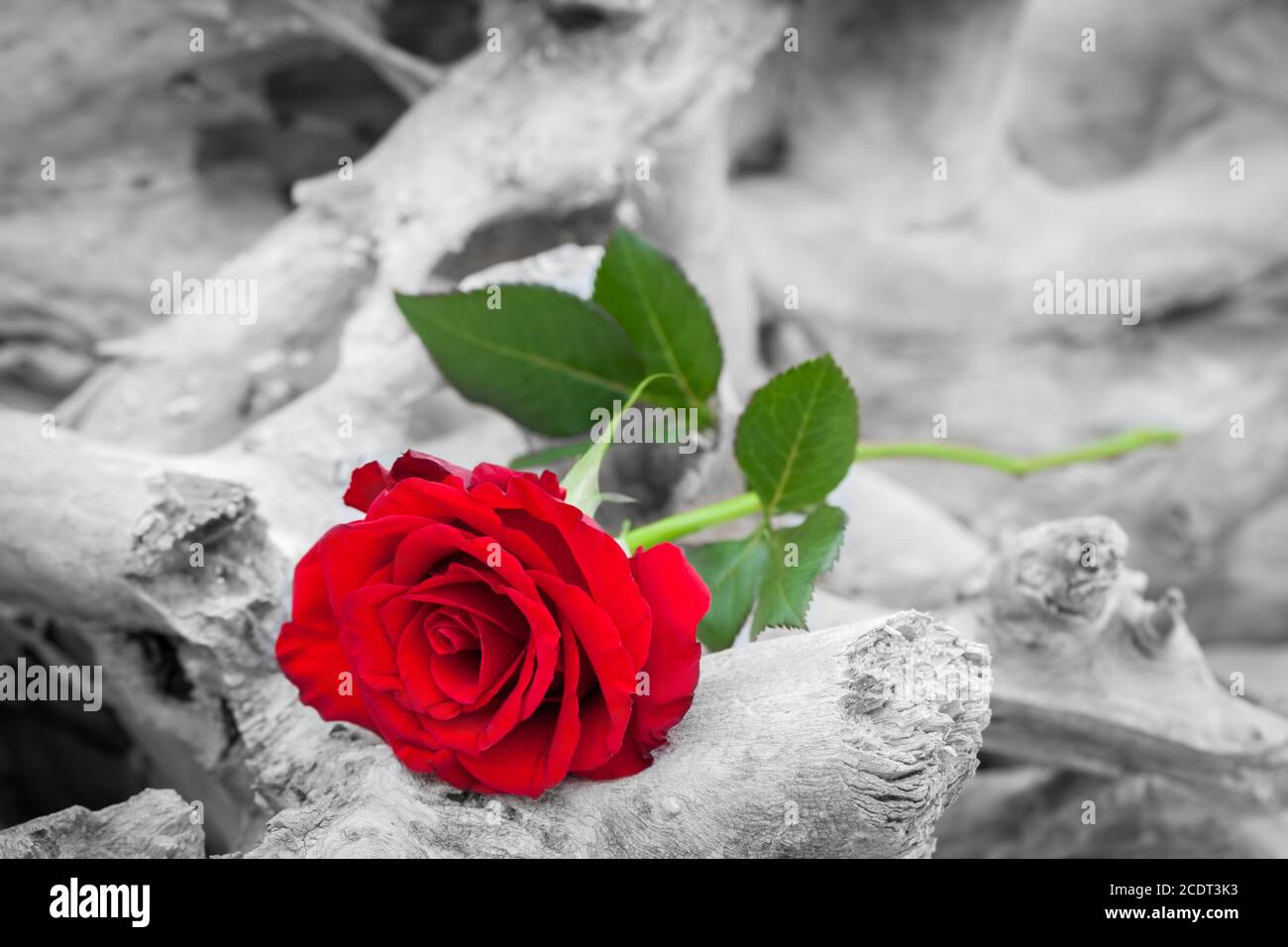 Rosa rossa sulla spiaggia. Colore in bianco e nero. Concetti di amore, romanticismo, malinconia. Foto Stock