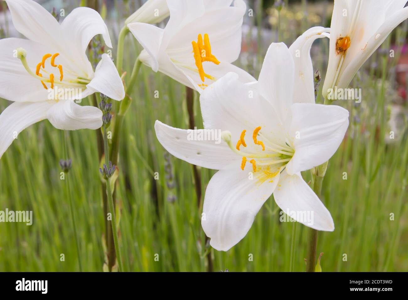 Madonna giglio fiori bianchi fioritura Foto Stock