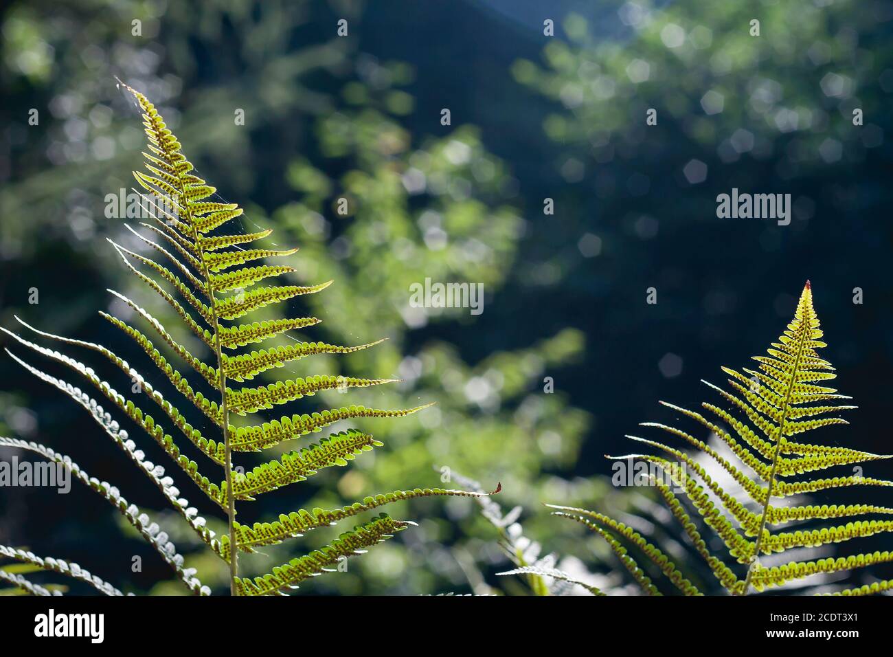 Lady fiordi verdi felci con semi Foto Stock