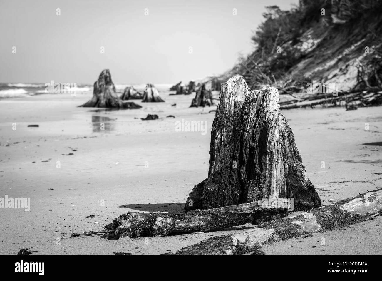 3000 anni di tronchi d'albero sulla spiaggia dopo la tempesta. Parco Nazionale Slowinski, Mar Baltico, Polonia Foto Stock