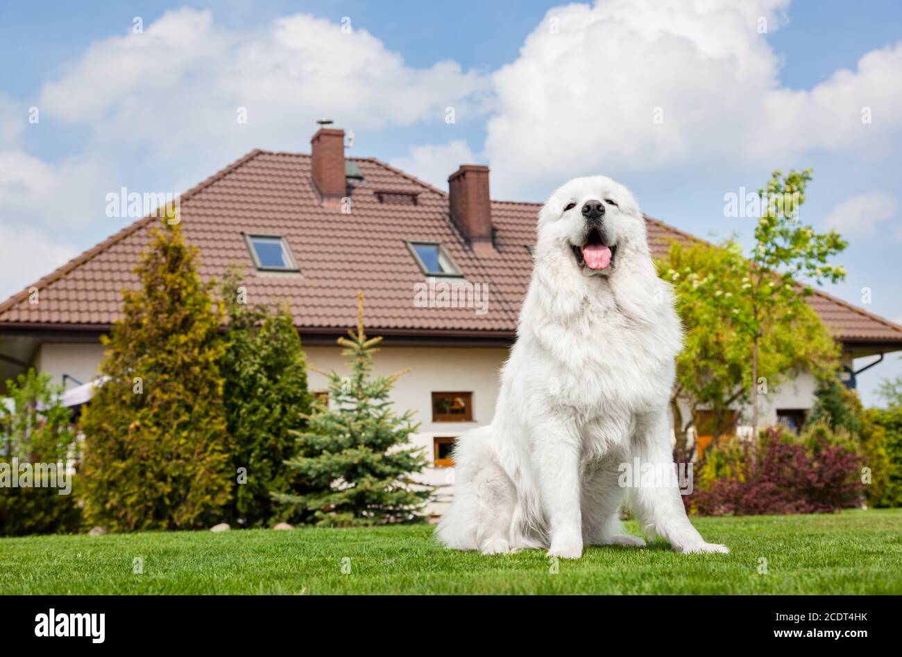 Grande cane di guardia seduto di fronte alla casa. Tatra Sheepdog polacco Foto Stock