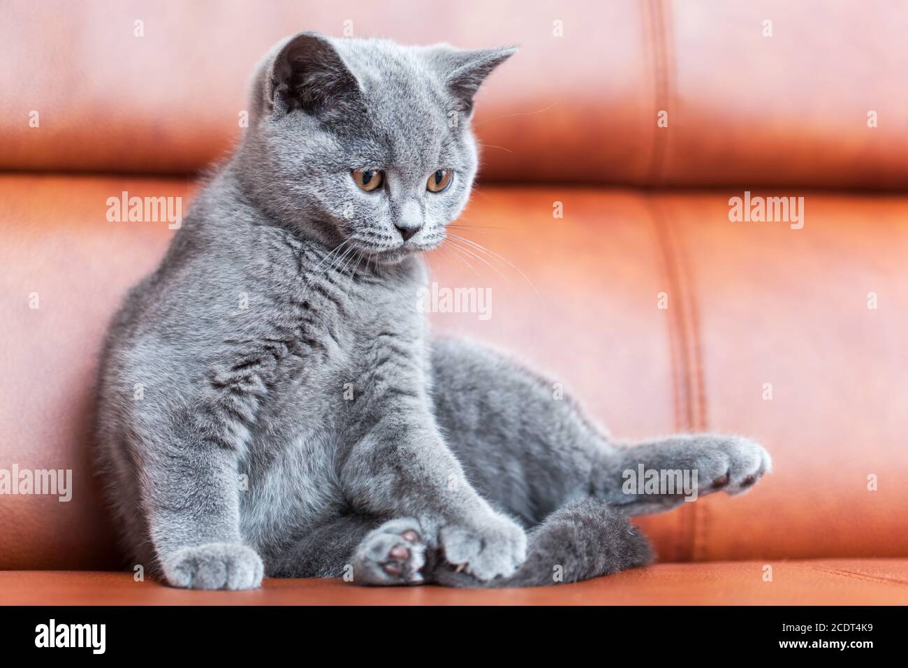 Gatto giovane cute riposante sul divano di pelle. Il gattino britannico Shorthair con pelliccia grigio blu Foto Stock