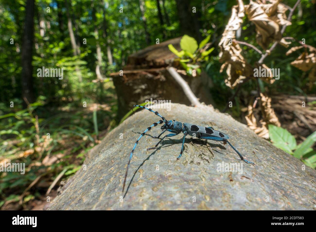 Rosalia longicorn nel suo habitat naturale Foto Stock