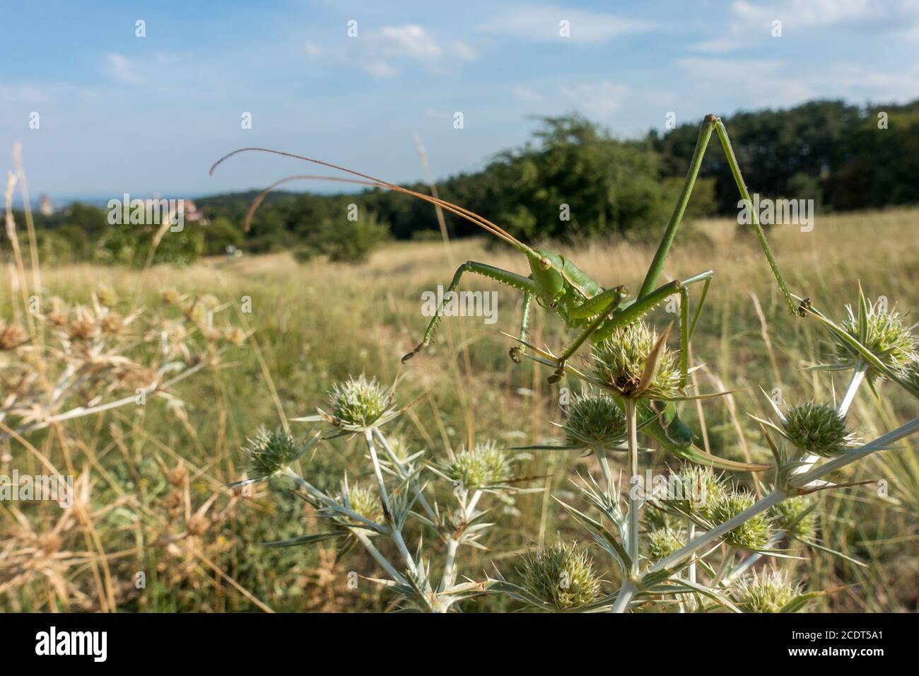 Saga pedo seduto su un campo eryngo nel suo naturale habitat Foto Stock