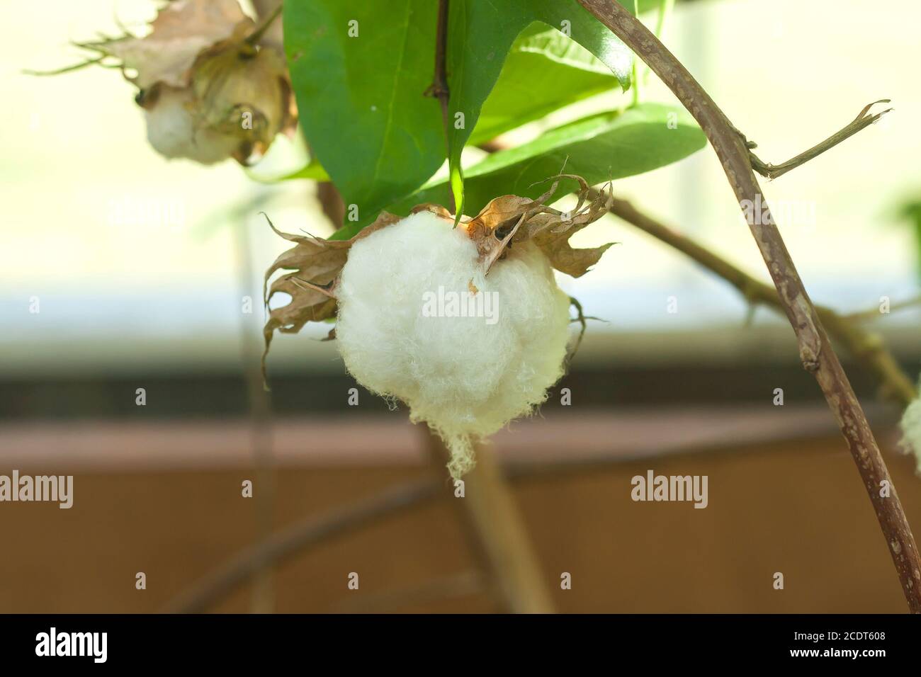 Pianta di cotone pronta per la raccolta Foto Stock