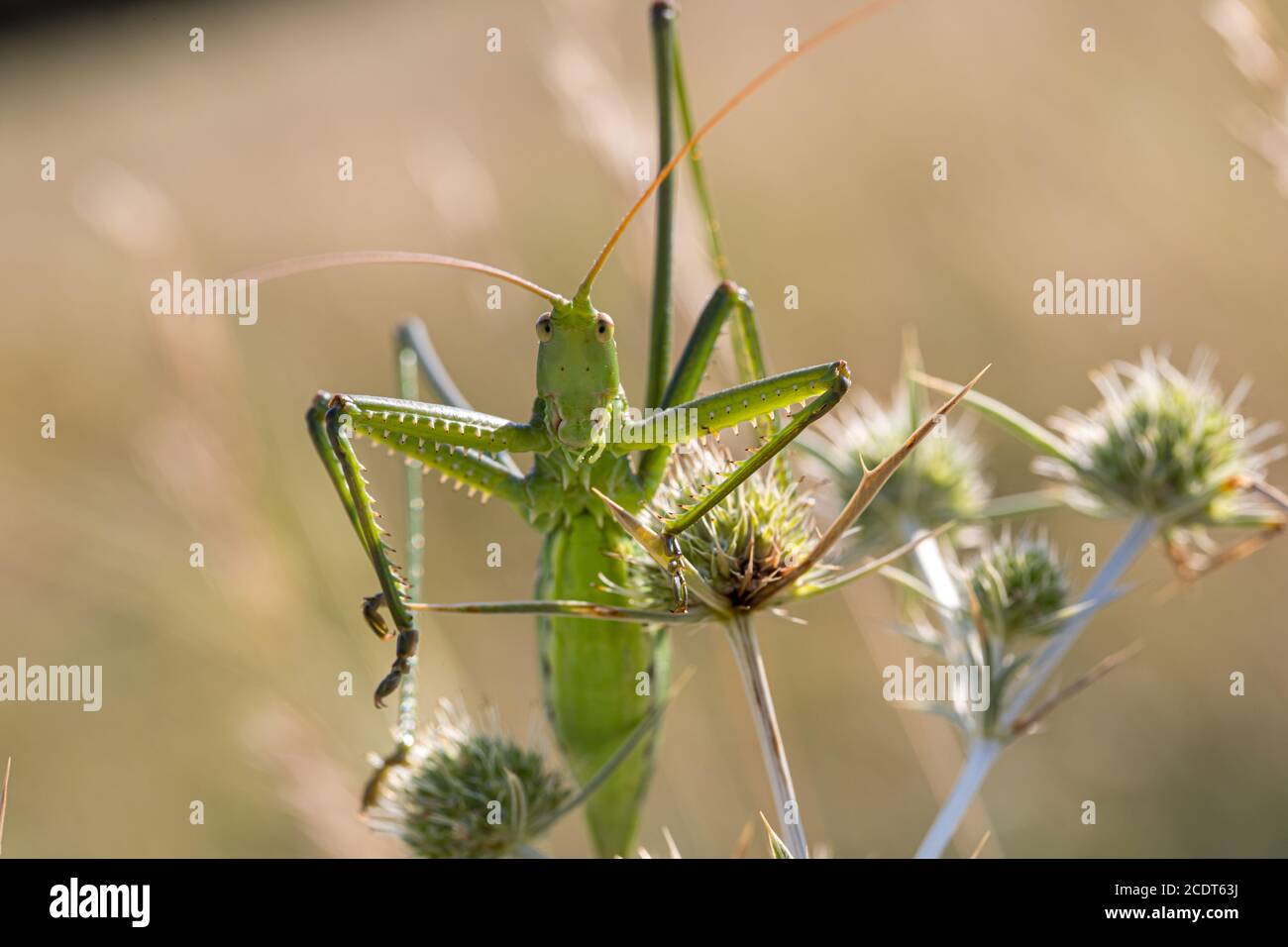 Saga pedo seduto su un campo eryngo nel suo naturale habitat Foto Stock
