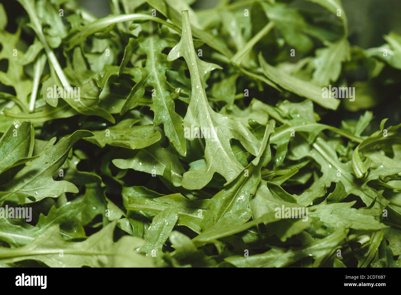 Foto orizzontale di fresco verde Arugula macro closeup sfondo Foto Stock