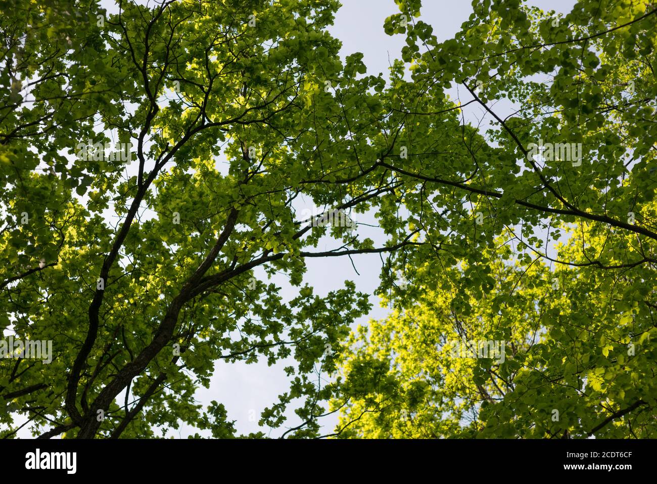 foglie verdi di fogliame sul cielo blu. Foto Stock