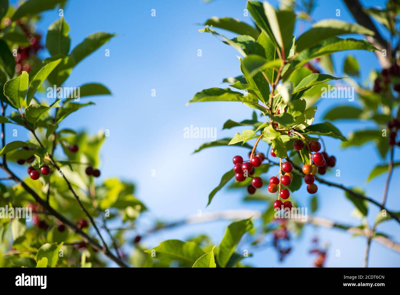 Primo piano di bacche di ciliegio rosso sul ramo su sfondo blu cielo. Fuoco selettivo macro shot con DOF poco profondo Foto Stock