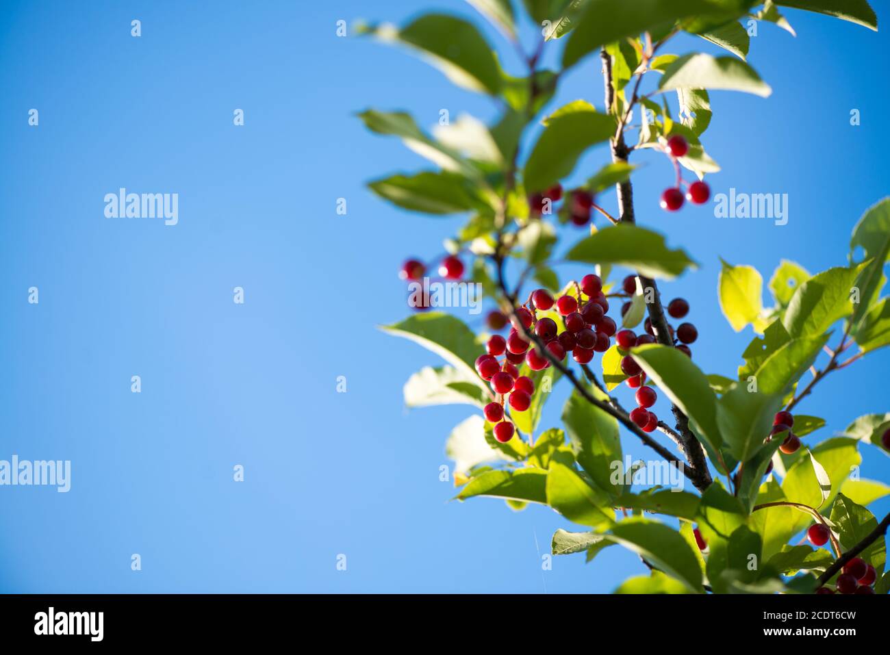 Primo piano di bacche di ciliegio rosso sul ramo su sfondo blu cielo. Fuoco selettivo macro shot con DOF e COP poco profondi Foto Stock