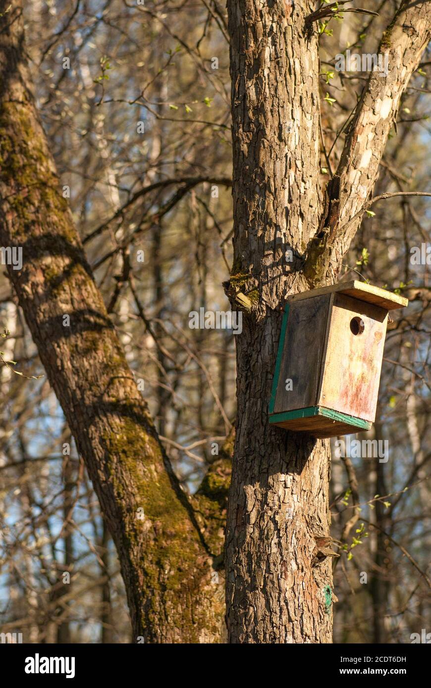 la casa di legno degli uccelli pende sul tronco dell'albero Foto Stock