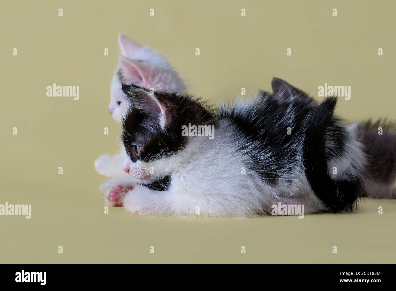 Primo Piano Ritratto Di Gattini Bellissimi Animali Sparati Su Uno Sfondo Giallo I Bambini Sono Adorabili Gattini Bianchi E Neri Gattini Morbidi Kit Di Tre Mesi Foto Stock Alamy