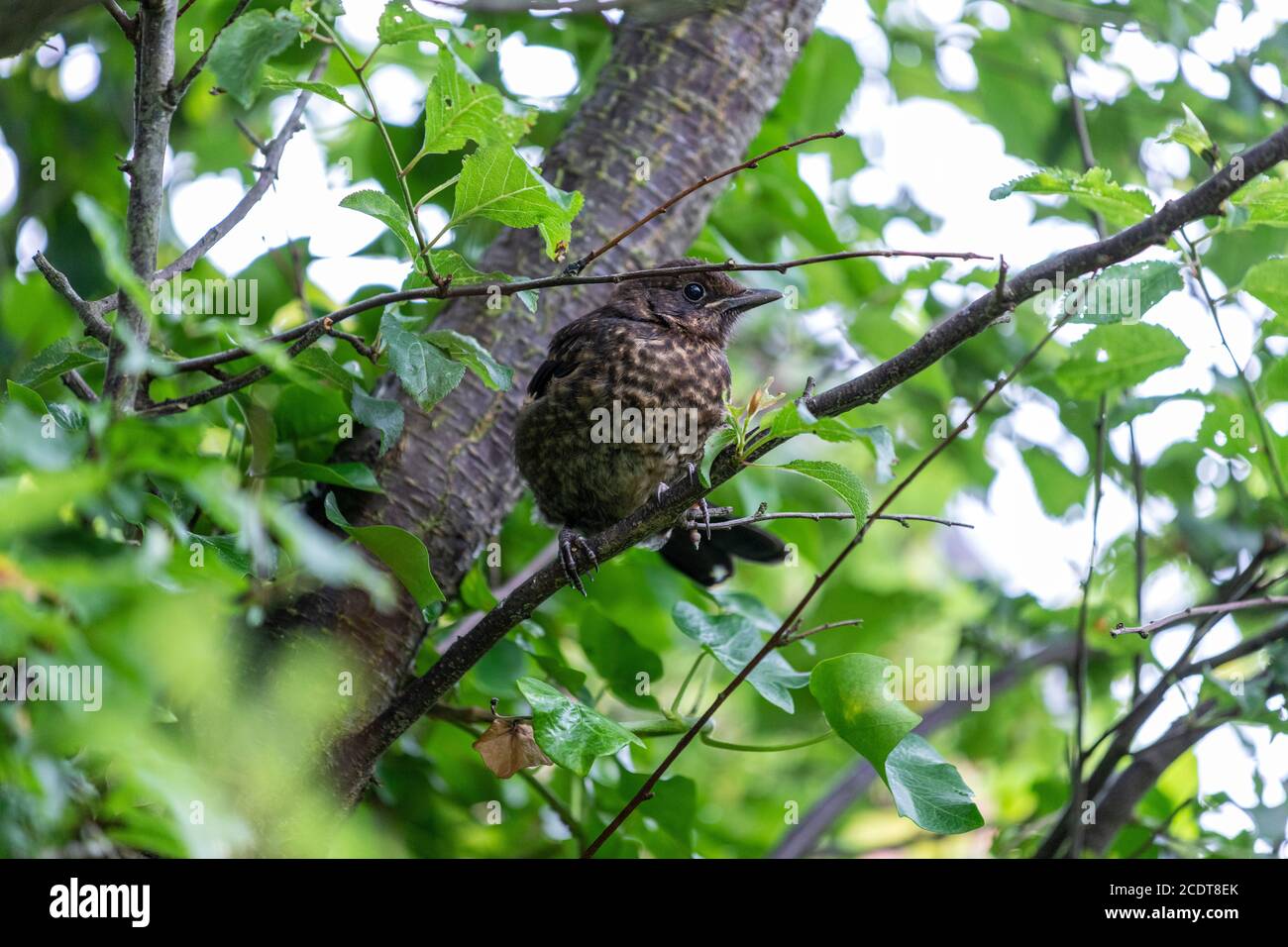 Pulcino di uccello nero comune, Turdus merula, Lancashire, Inghilterra, Gran Bretagna Foto Stock