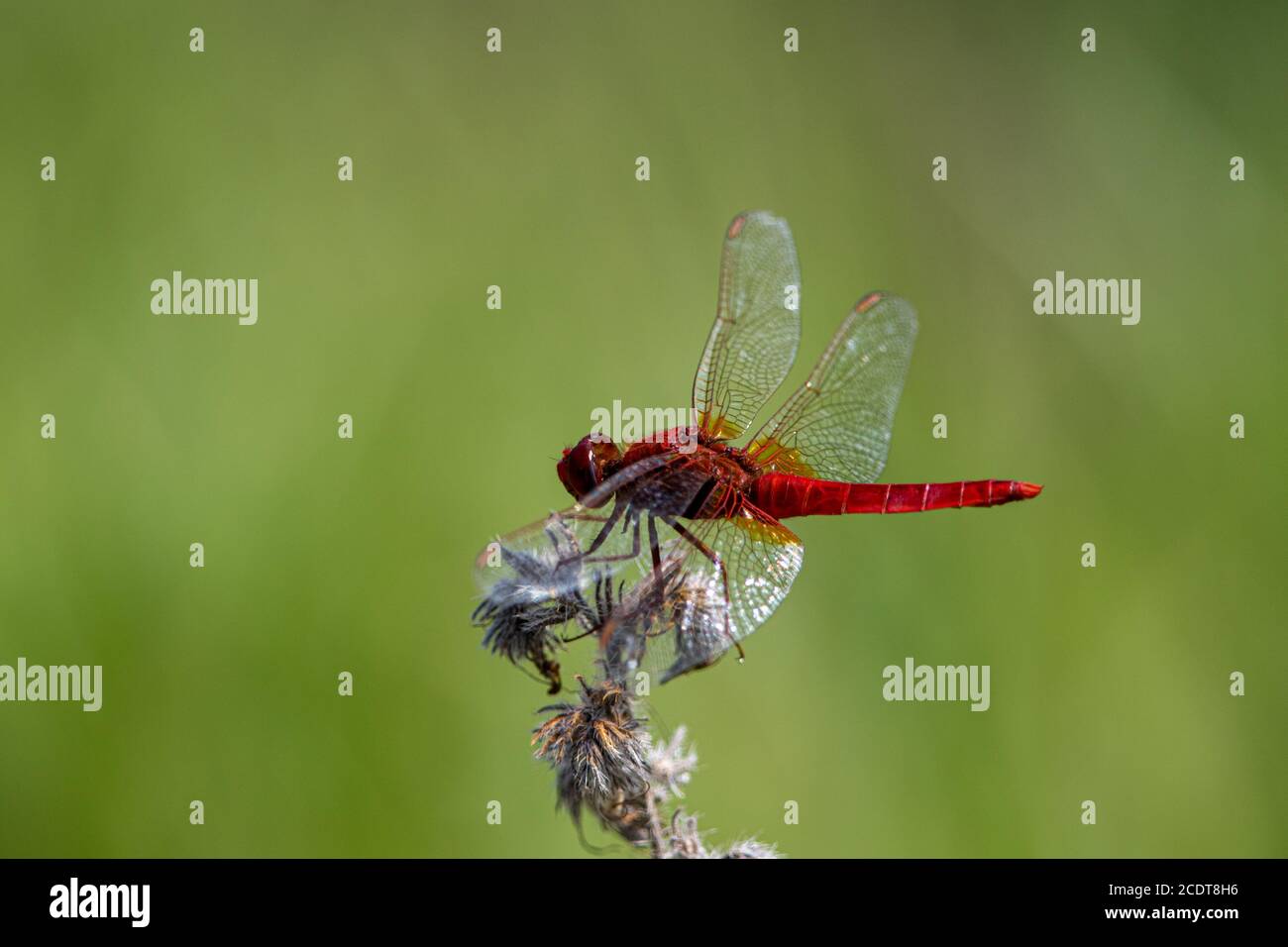 Rest Scarlet Darter in contrasto con uno sfondo verde uniforme Foto Stock