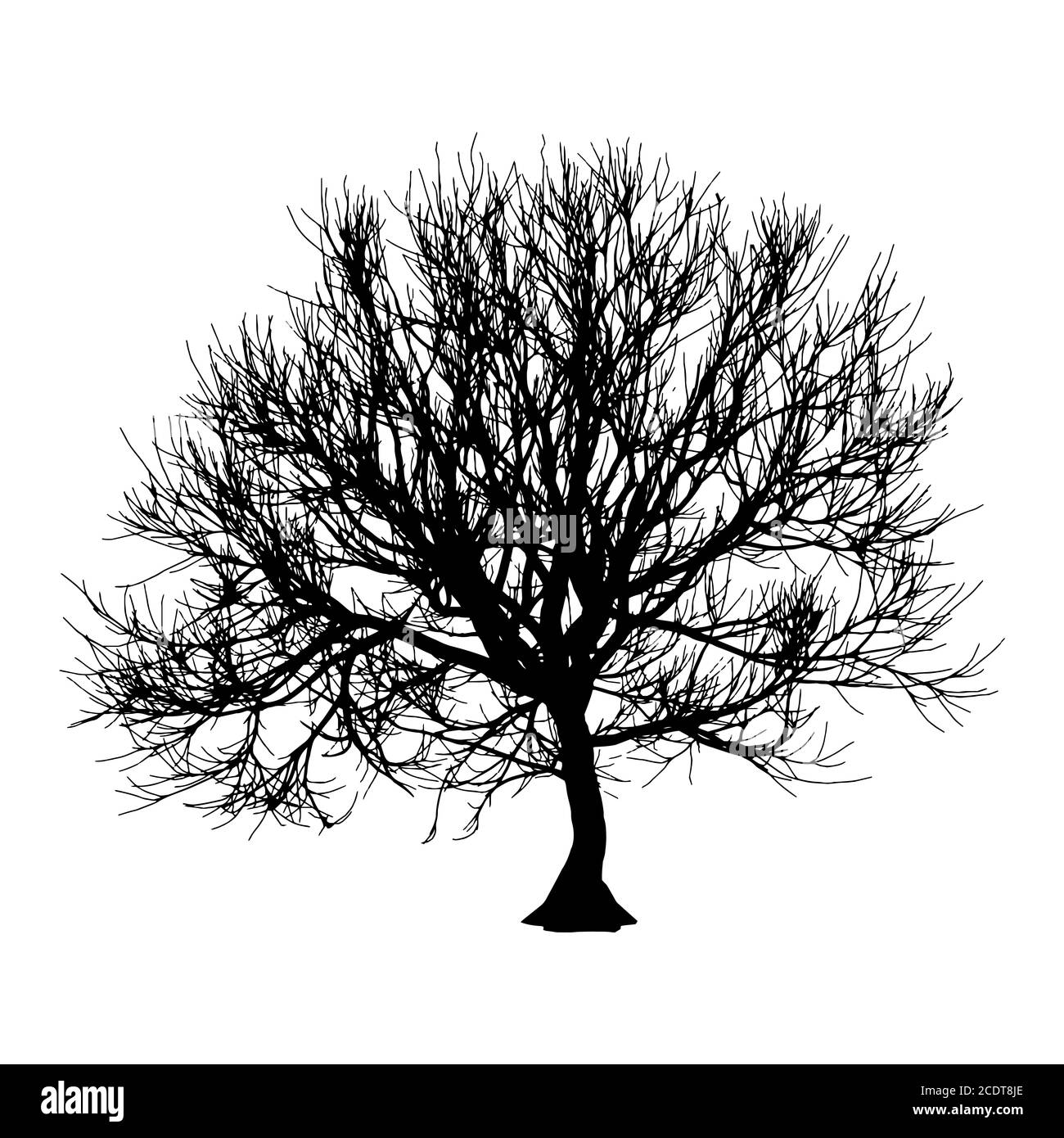 Nero albero secco in inverno o in autunno silhouette su sfondo bianco. illustrazione Foto Stock