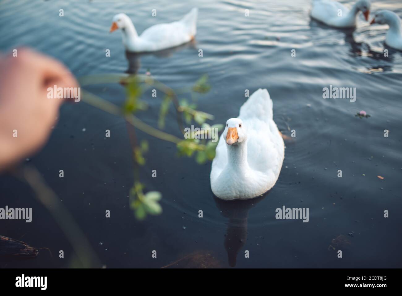 Mano dell'uomo che alimenta il gregge di oche domestiche bianche che nuotano in lago la sera. L'oca grigia addomesticata è il pollame usato per m. Foto Stock