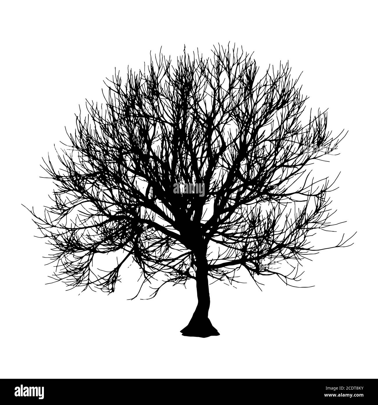 Nero albero secco in inverno o in autunno silhouette su sfondo bianco. illustrazione Foto Stock